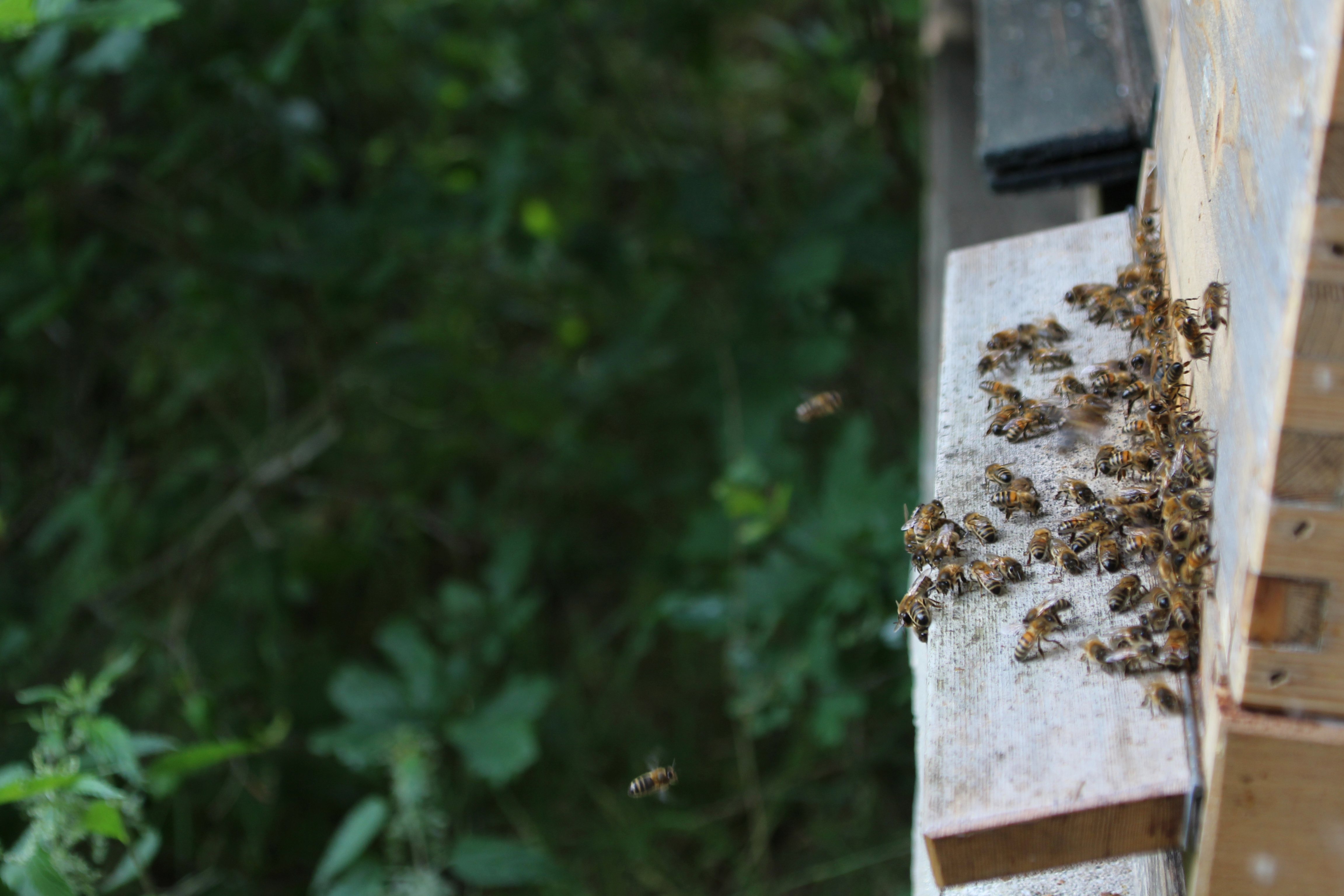 horsterhof verkoopt eigen honing van deze bijen